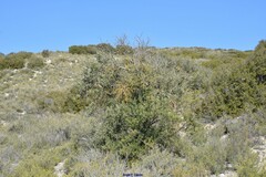 Quercus coccifera