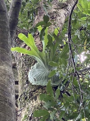 Platycerium superbum