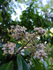 Ardisia