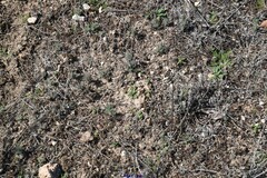 Teucrium pseudochamaepitys