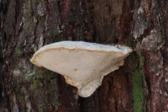 Laetiporus portentosus