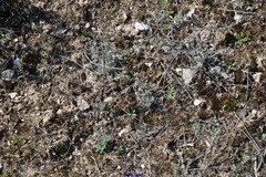 Teucrium pseudochamaepitys