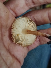 Leucoinocybe lenta