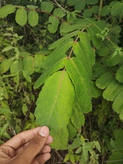 Comocladia