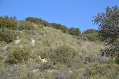 Quercus coccifera