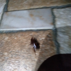 Insecta