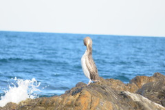 Gulosus aristotelis desmarestii