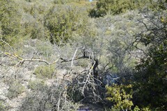Quercus coccifera