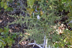 Quercus coccifera