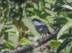Polioptila californica