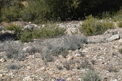 Helichrysum stoechas