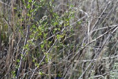 Prunus amygdalus
