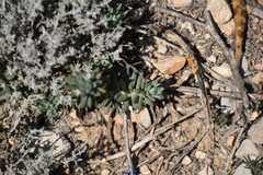Petrosedum sediforme