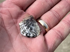 Arca zebra