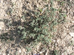 Helianthemum