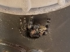 Phidippus audax
