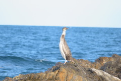 Gulosus aristotelis desmarestii