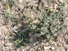 Helianthemum