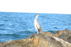 Gulosus aristotelis desmarestii