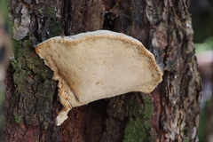 Laetiporus portentosus