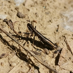 Micrelytra fossularum