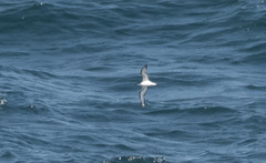 Pterodroma cookii