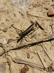 Micrelytra fossularum