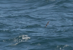 Pterodroma ultima