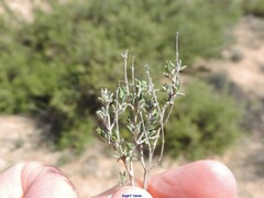 Thymus vulgaris