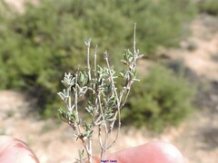 Thymus vulgaris
