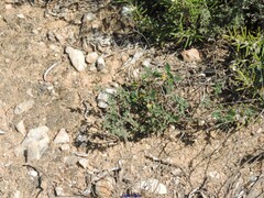 Helianthemum