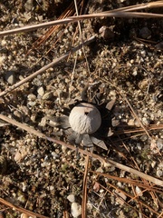Astraeus hygrometricus