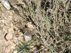 Mercurialis tomentosa