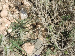 Mercurialis tomentosa