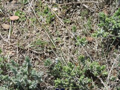 Teucrium gnaphalodes