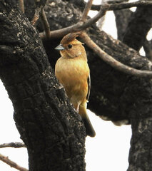 Charitospiza eucosma