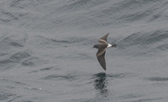 Hydrobates leucorhous