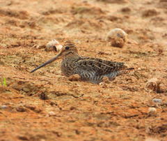 Gallinago paraguaiae