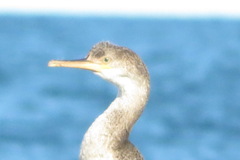 Gulosus aristotelis desmarestii