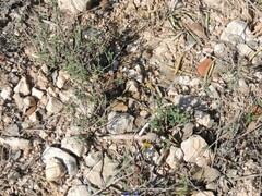 Helianthemum