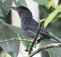 Cymbilaimus lineatus