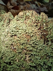 Cladonia caespiticia