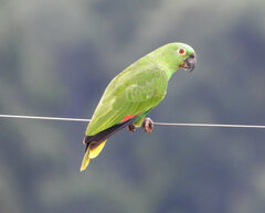Amazona ochrocephala