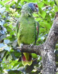 Amazona brasiliensis