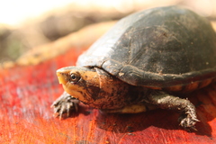 Kinosternon leucostomum