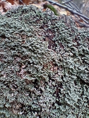 Cladonia caespiticia