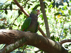 Amazona vinacea