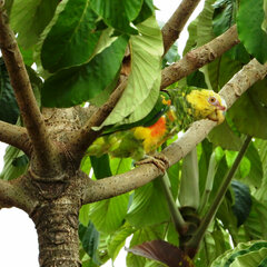 Alipiopsitta xanthops