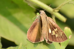 Suastus gremius