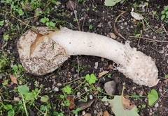 Phallus impudicus togatus